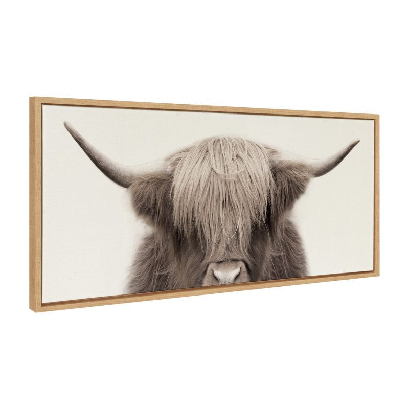 Highland cow